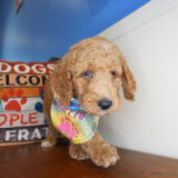 Dolomite Goldendoodle 04