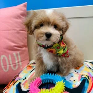 Eiden Maltipoo 01