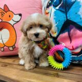 Eiden Maltipoo 02