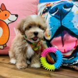 Eiden Maltipoo 03