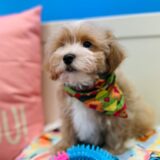 Eiden Maltipoo 04