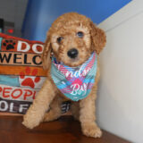 Ekanite Goldendoodle 01