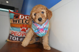 Ekanite Goldendoodle 01