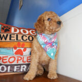 Ekanite Goldendoodle 03