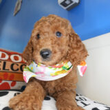 Emerald Goldendoodle 02