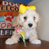 Evelyn Cavachon 01