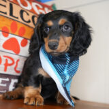 Fennel Miniature Dachshund 04