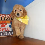 Fergusonite Goldendoodle 01