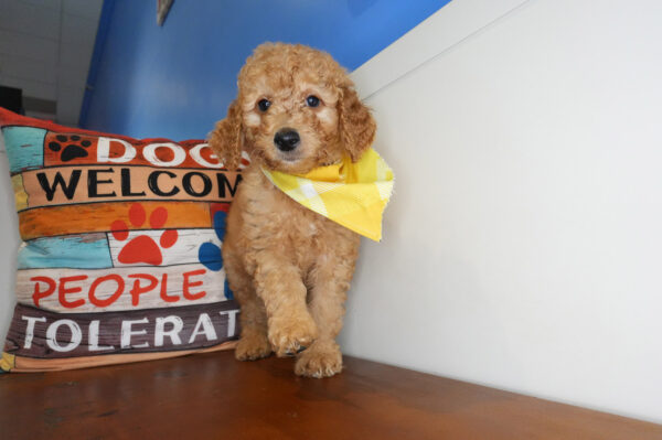 Fergusonite Goldendoodle 01