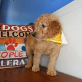 Fergusonite Goldendoodle 02