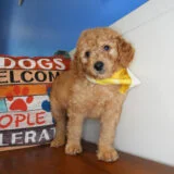 Fergusonite Goldendoodle 03