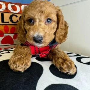 Fiery Goldendoodle 01