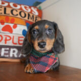 Gilson Miniature Dachshund 01