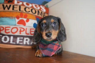 Gilson Miniature Dachshund 01