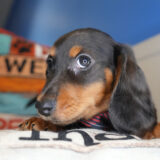 Gilson Miniature Dachshund 02