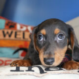 Gilson Miniature Dachshund 03