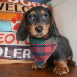 Gilson Miniature Dachshund 04