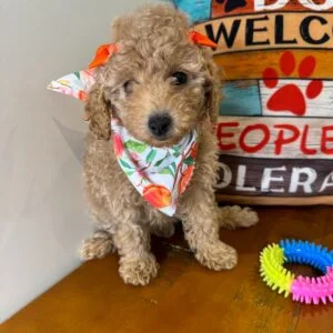 Gordon Miniature Poodle 01