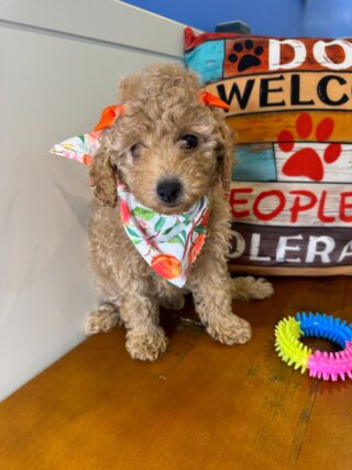 Gordon Miniature Poodle 01