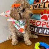 Gordon Miniature Poodle 02