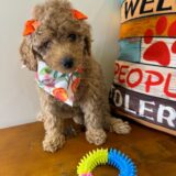 Gordon Miniature Poodle 03