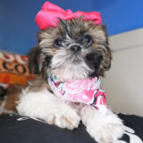 Grace Shih Tzu 03