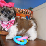 Grace Shih Tzu 04