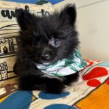 Gus Pomeranian 02