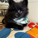 Gus Pomeranian 03