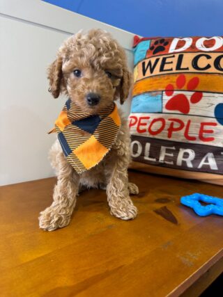 Guy Miniature Poodle 01