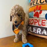 Guy Miniature Poodle 02