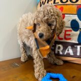 Guy Miniature Poodle 03