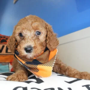 Heliodor Goldendoodle 01