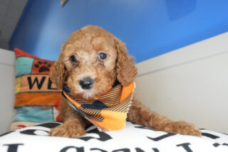 Heliodor Goldendoodle 01