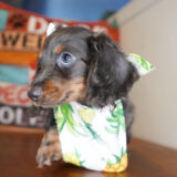 Hyacinth Miniature Dachshund 02