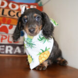 Hyacinth Miniature Dachshund 03