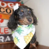 Hyacinth Miniature Dachshund 04