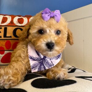 Ina Toy Poodle 01