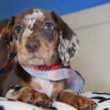 Julio Miniature Dachshund 01