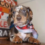 Julio Miniature Dachshund 02