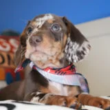 Julio Miniature Dachshund 03