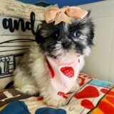 Kioba Shih Tzu 01