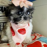 Kioba Shih Tzu 02