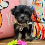 Koen Maltipoo 01