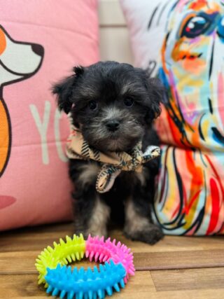 Koen Maltipoo 01