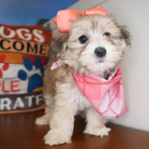 Laurel Maltipoo 01