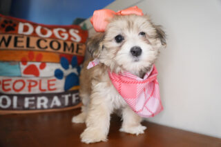 Laurel Maltipoo 01