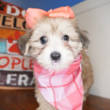 Laurel Maltipoo 02