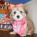 Laurel Maltipoo 03