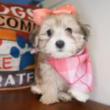 Laurel Maltipoo 04